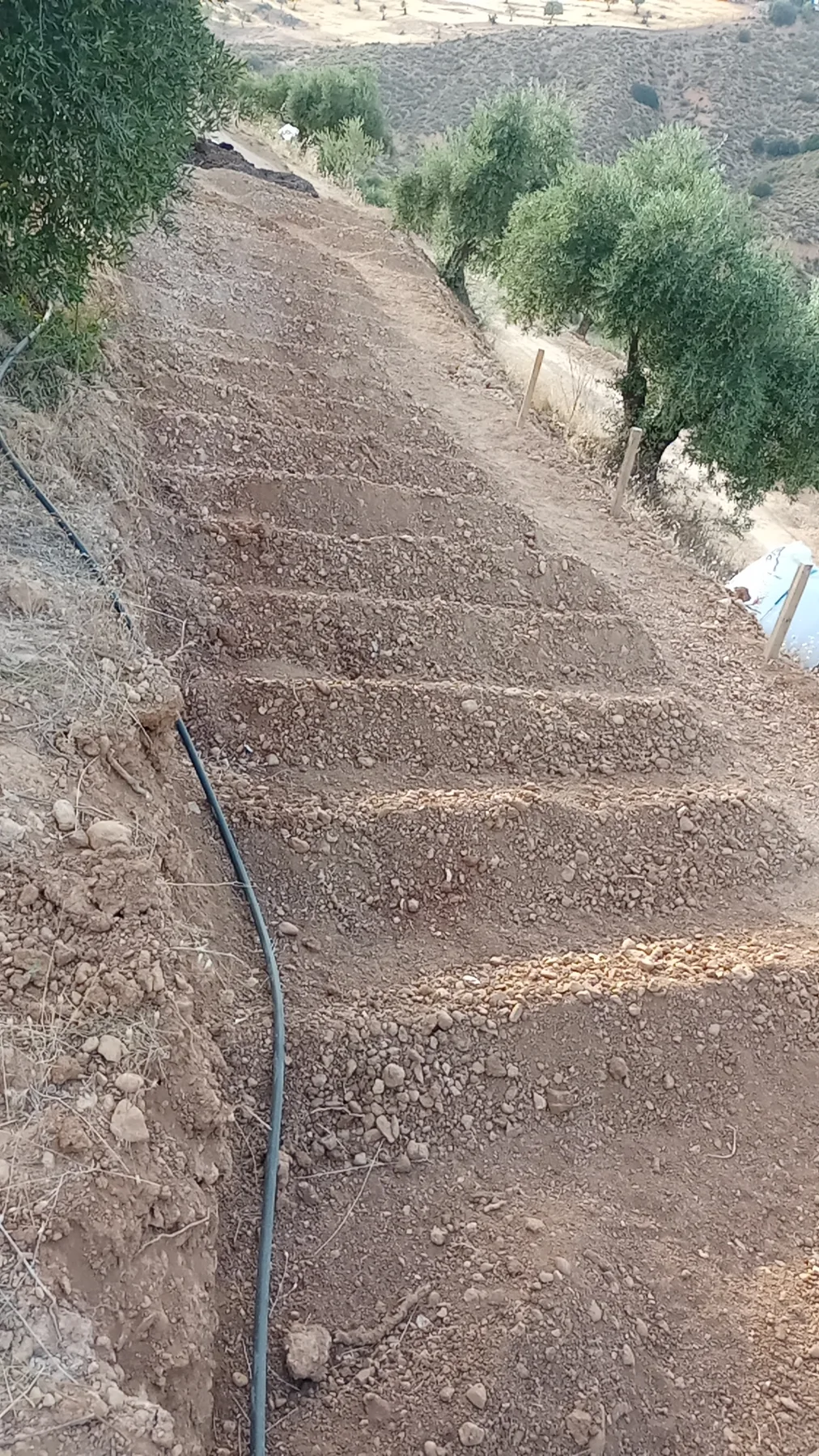 Olive grove terraces on the land